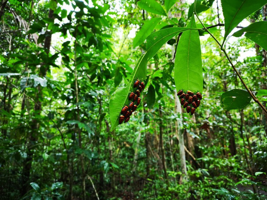 Jungle Tours And Trekking景点图片