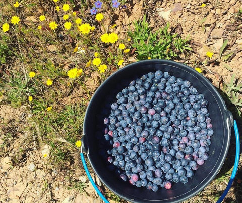 Quinta Do Pincho Blueberries