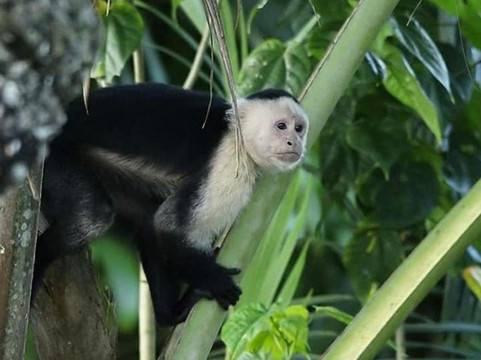 Gecko Shuttle And Tours Costa Rica-Playas del Coco必去景点