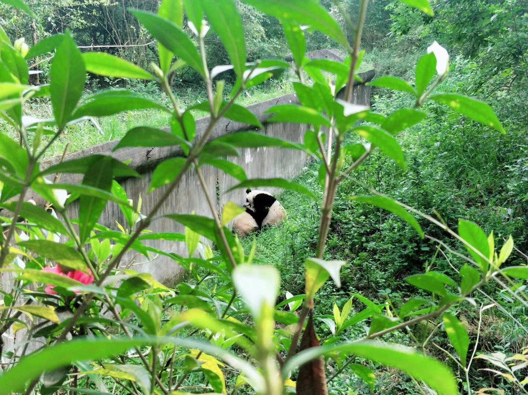 Chengdu One Day Tours-成都必去景点