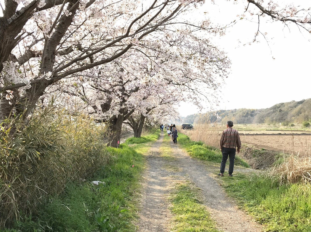 Imai no Sakura-白井市必去景点