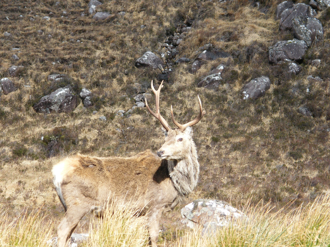 Glen Torridon景点图片