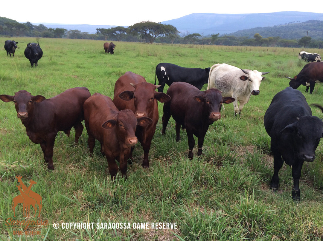 Twin Thorns Guesthouse主图