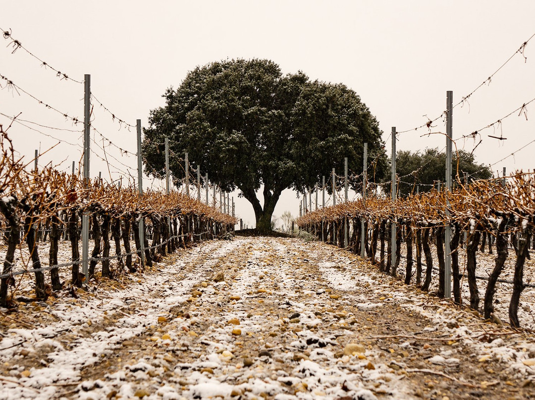 Bodegas Tarsila-瓦拉杜利德必去景点