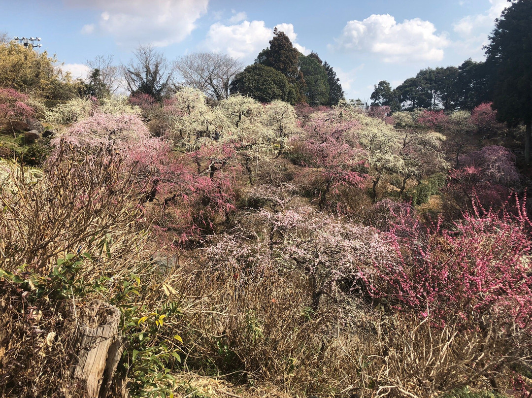 Tatsuo Shrine Hanateien景点图片