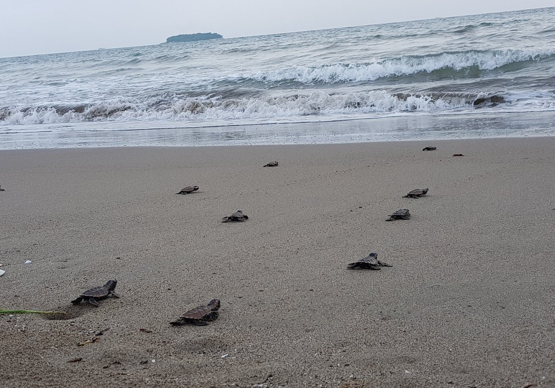 Jambak Sea Turtle Camp-巴东必去景点