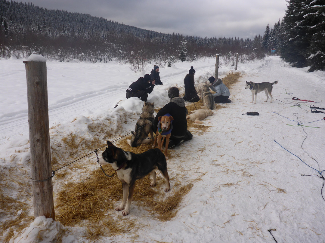 Golden Dog Sled Adventures-戈尔登必去景点