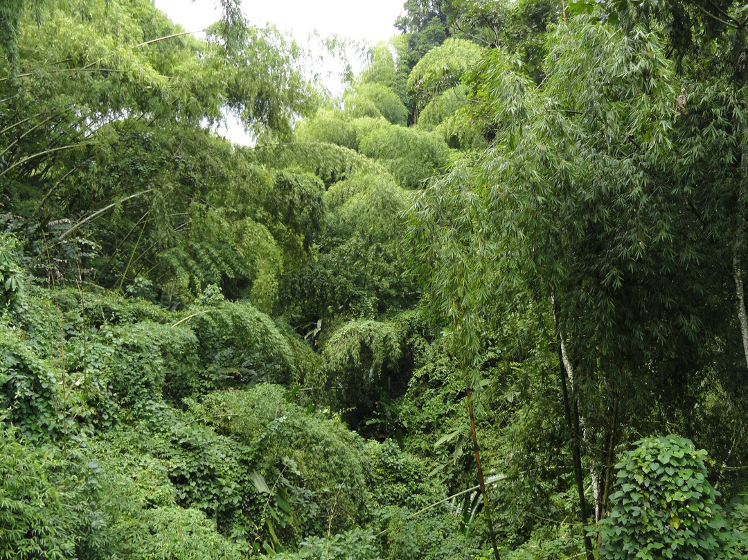 Jardín Botánico del Quindío景点图片