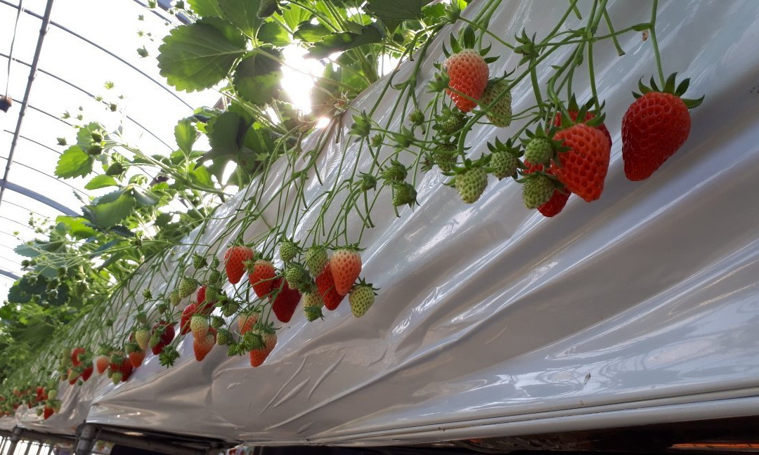 Sawada Farm-半田市必去景点