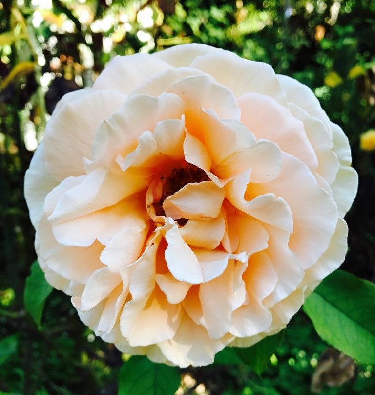 Moorooroo Park Vineyards-塔努达必去景点