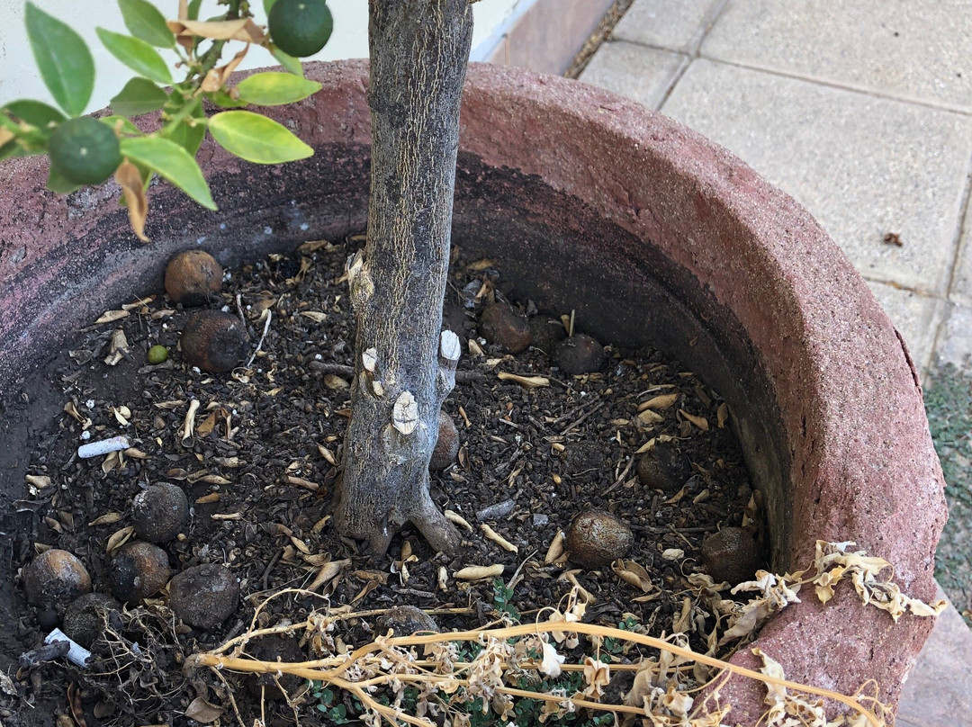 Howard Johnson Hotel Rinconada de Los Andes主图