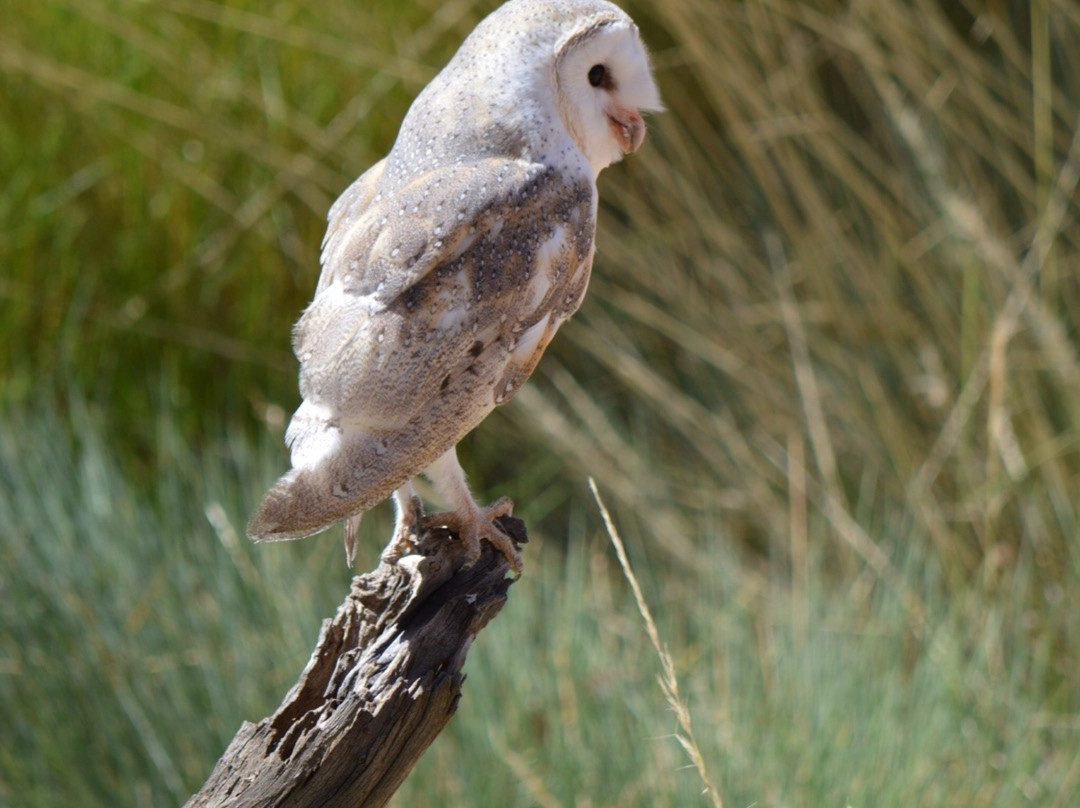 Alice Springs Desert Park景点图片