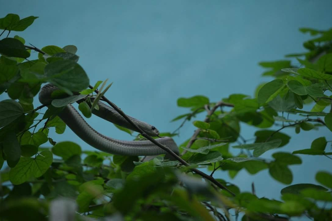 Nehru Zoological Park景点图片