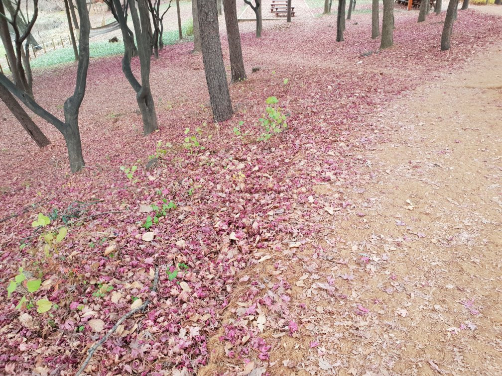 Seoul Grand Park景点图片