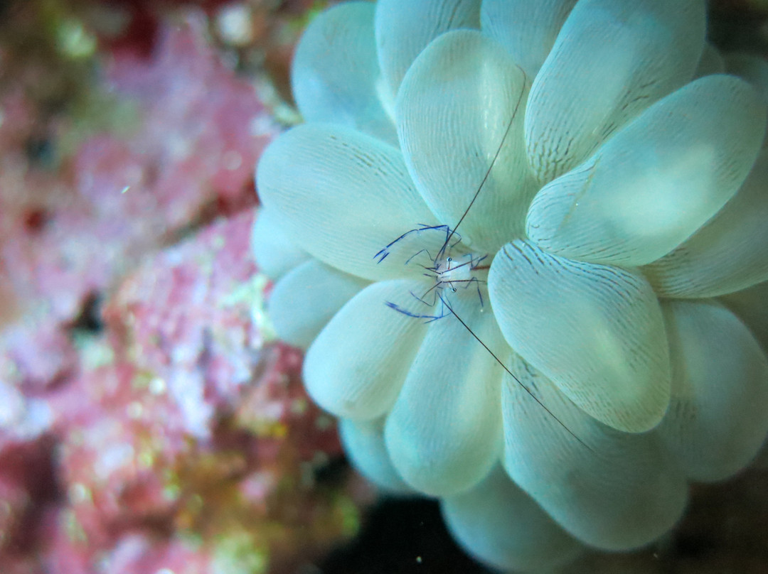 Moyo Dive Center-莫约岛必去景点