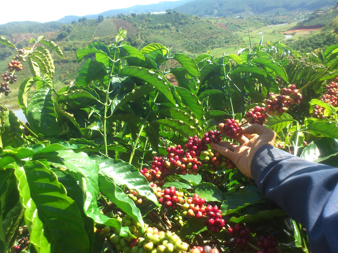 Midori Coffee Farm景点图片