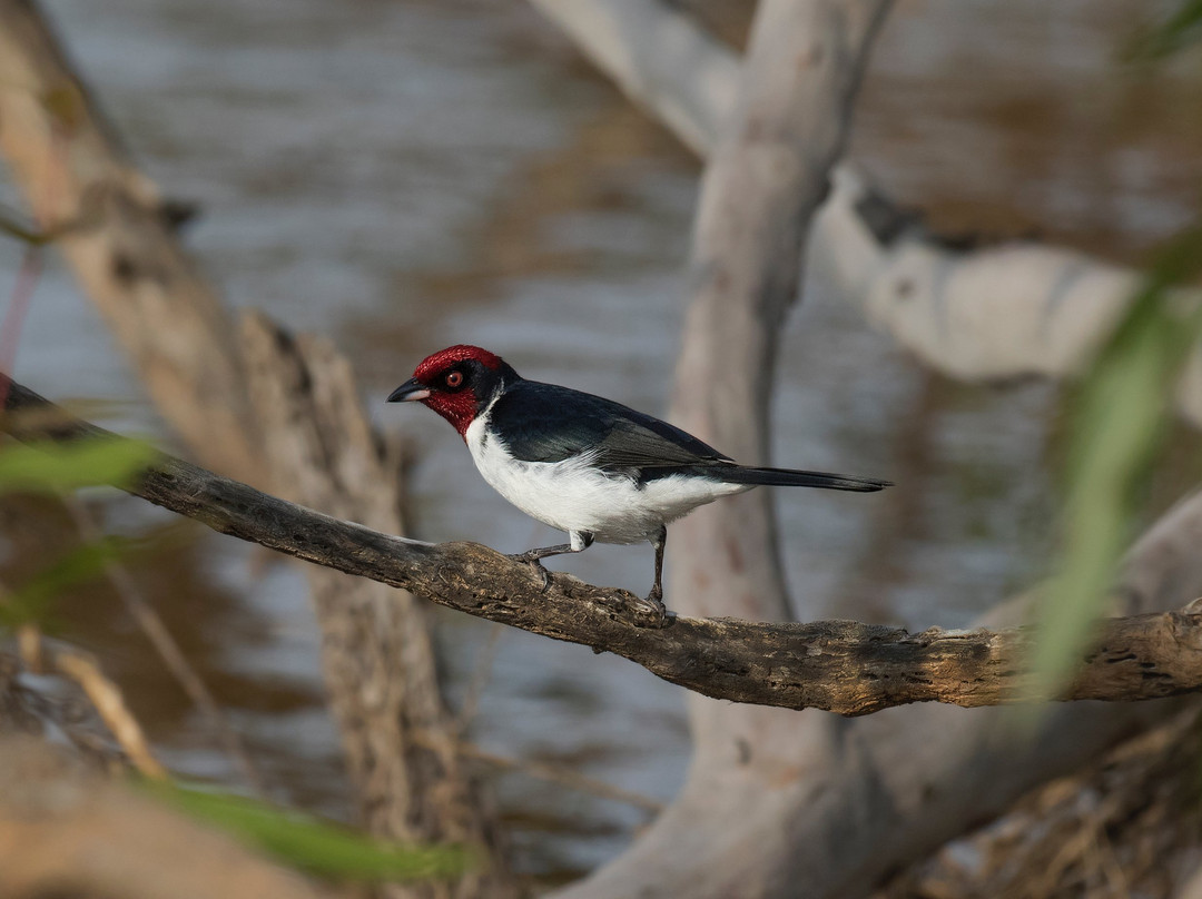 EcoBirding Brazil景点图片