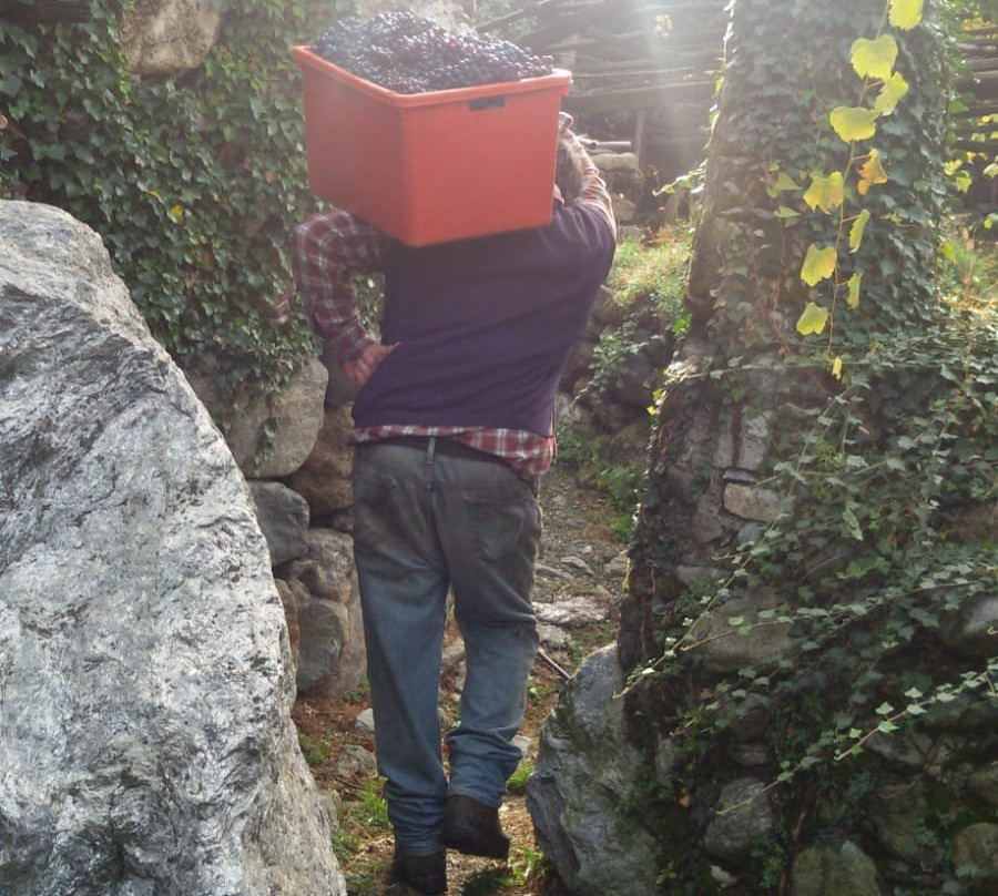 Cantina Produttori Nebbiolo di Carema景点图片