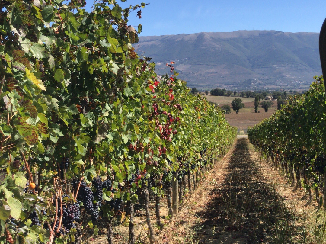 Azienda Vinicola Tabarrini景点图片