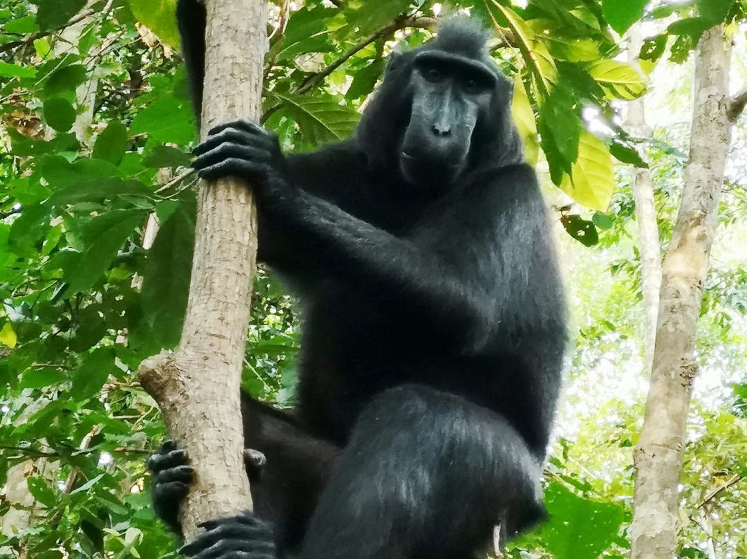 Tangkoko Research Station景点图片