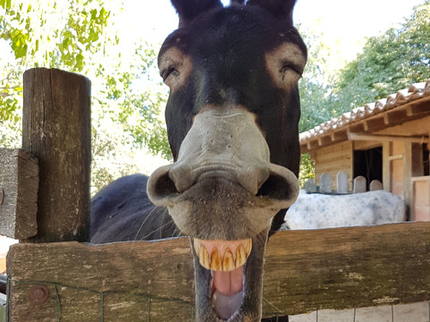 Asinerie D'embazac-L'Isle-Jourdain必去景点