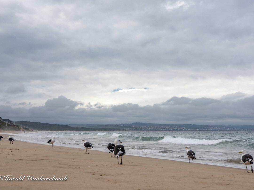 African Oceans Manor on the Beach主图