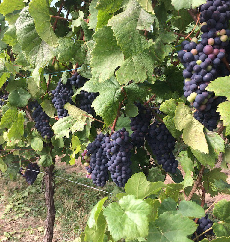 Domaine Riefle-Pfaffenheim必去景点