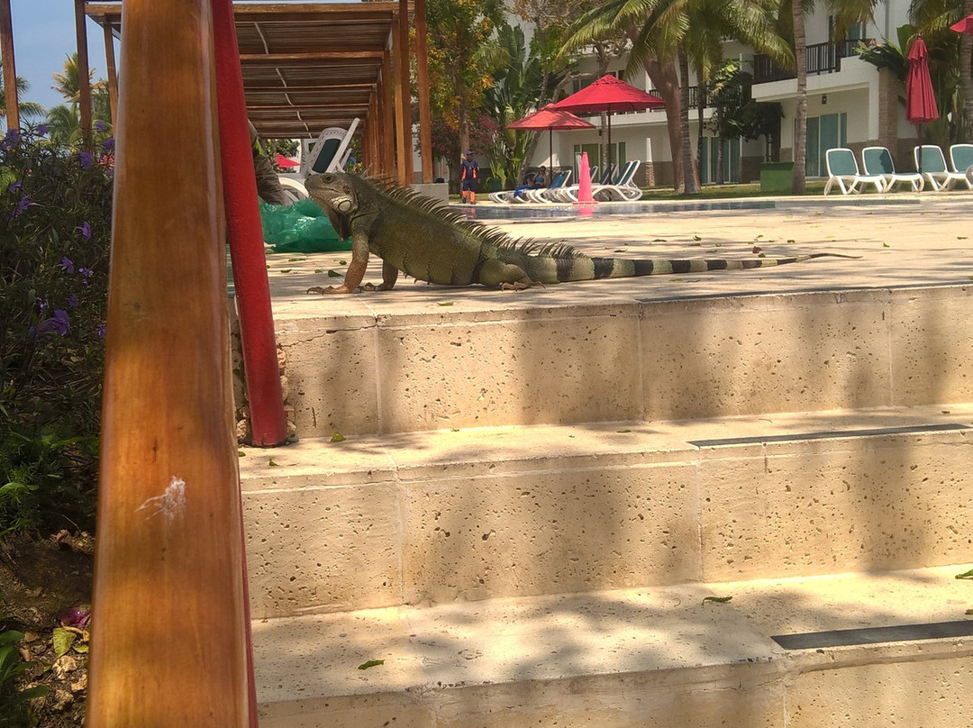 Decameron Barú主图