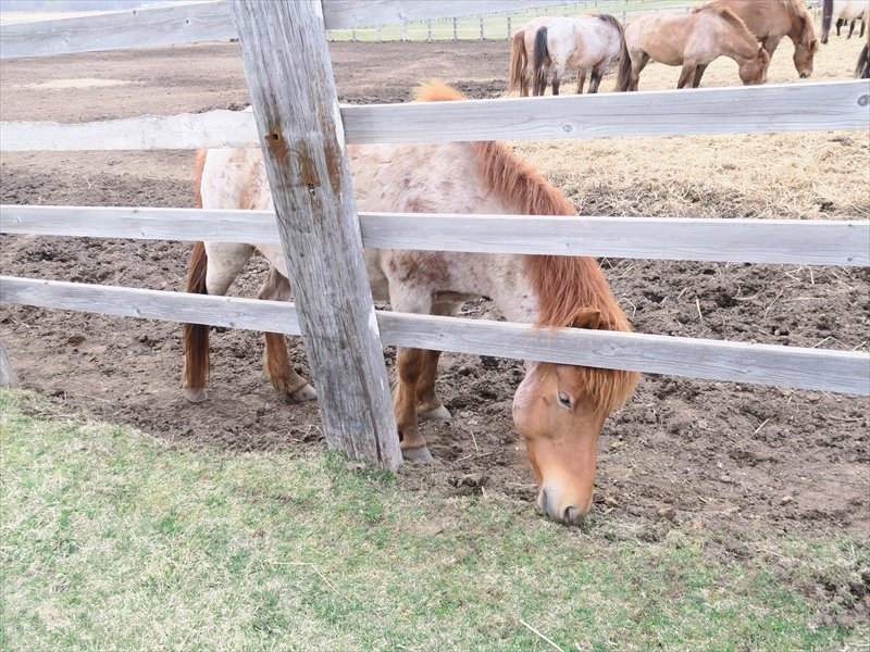 Tsurui Dosanko Farm主图