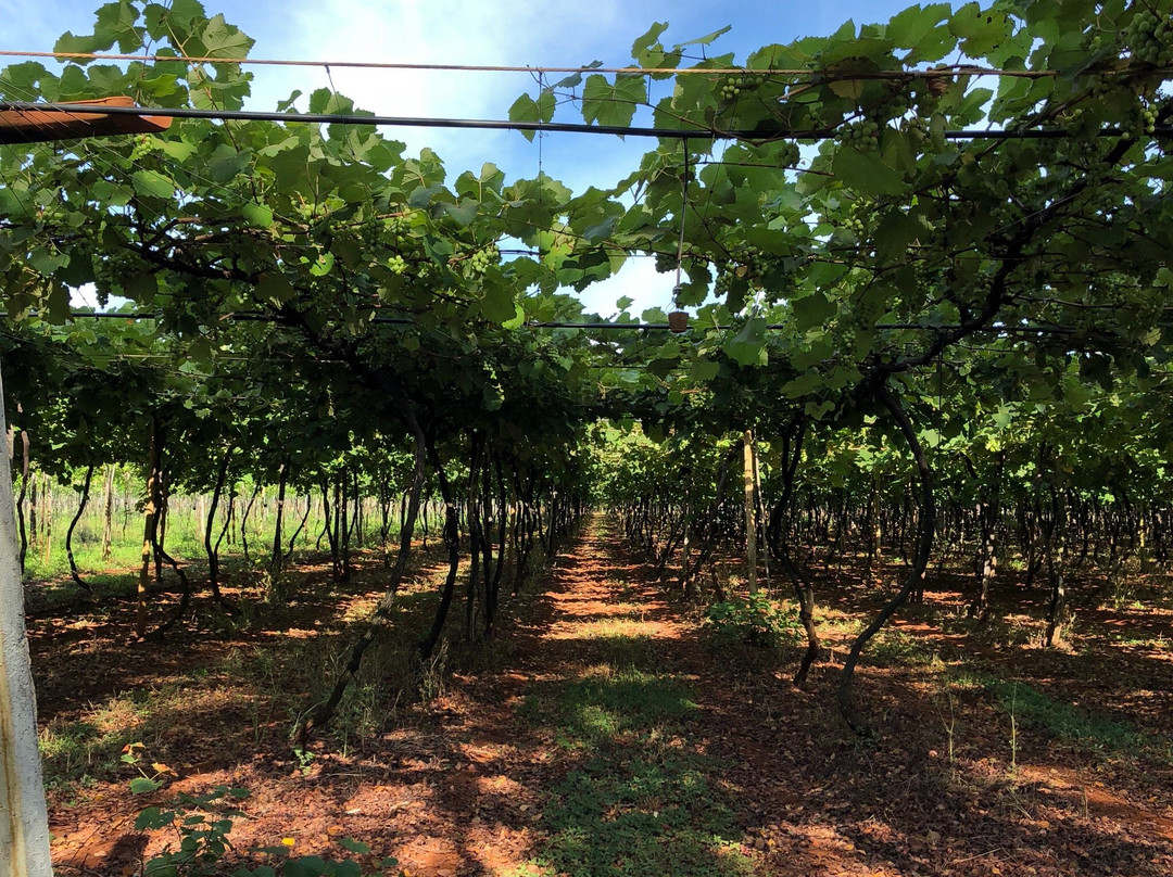 Vinicola Goias-Itaberai必去景点