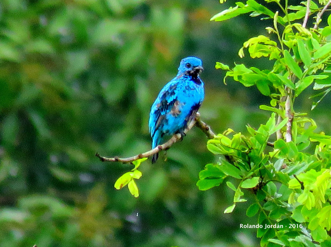 Rojo Birding景点图片