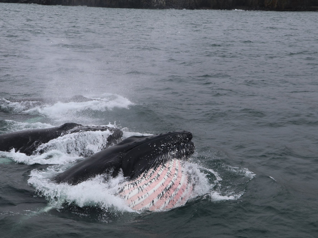 Whale Watching Hauganes景点图片
