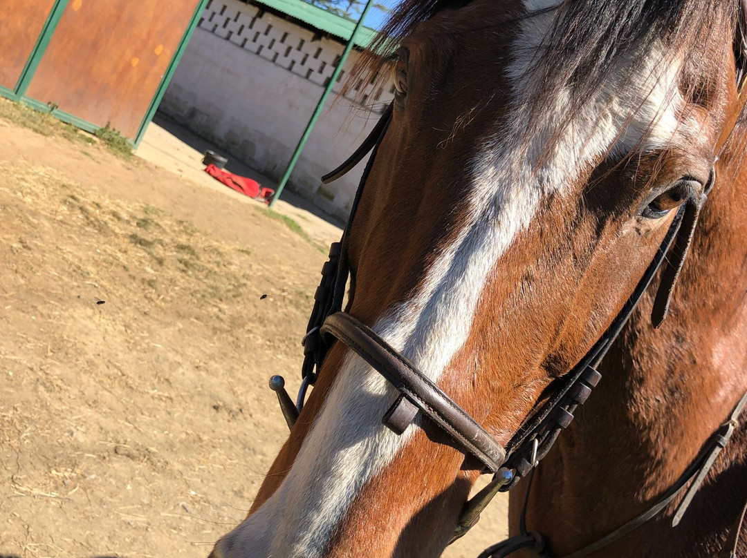 Buffelsbosch Equestrian景点图片