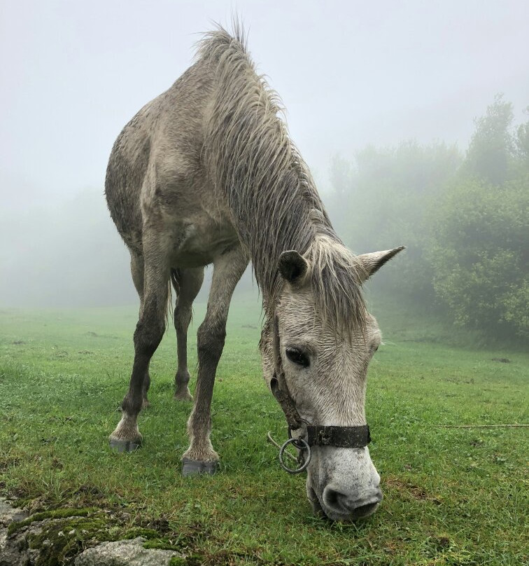 仰天湖草原风景旅游区-宜章县必去景点