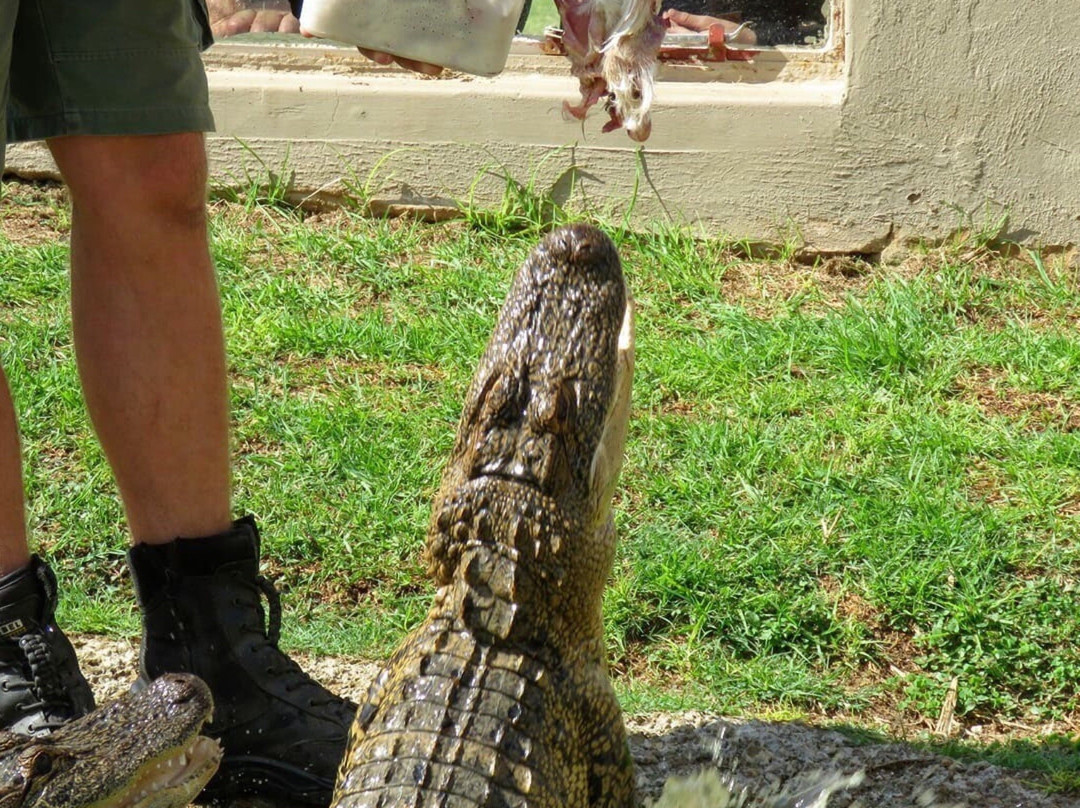 Croc City Crocodile and Reptile Park景点图片