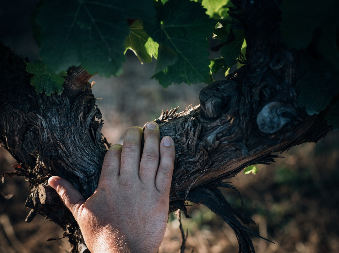 Peacetree Wines景点图片