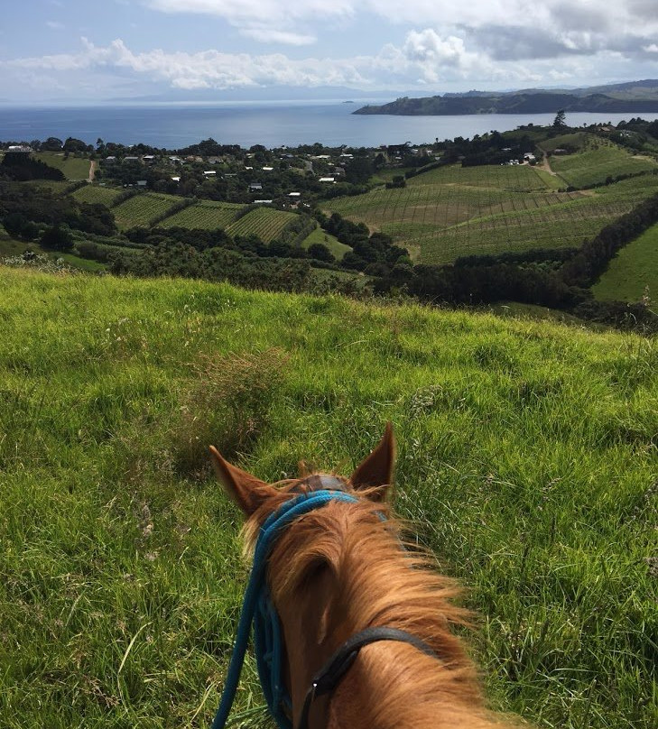 Waiheke Equestrian-怀系奇岛必去景点