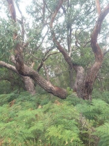 Mount Richmond National Park-Cape Bridgewater必去景点