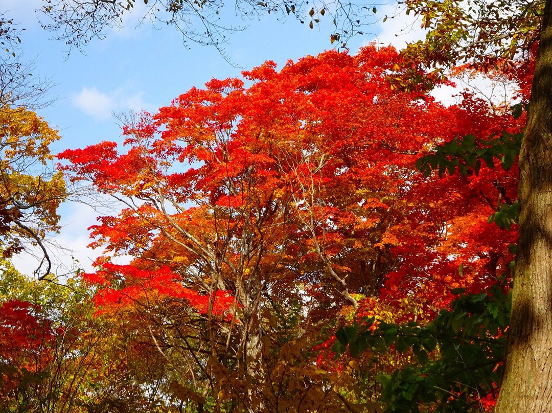 Lake Konumako-七饭町必去景点