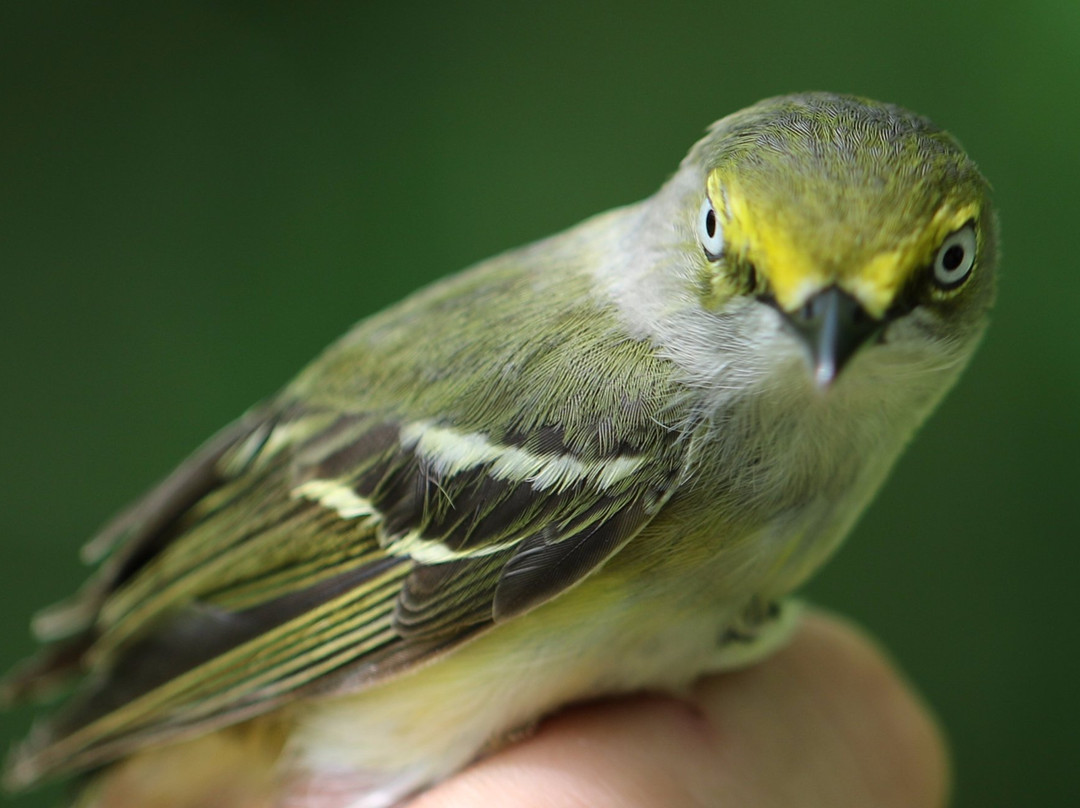 Mary Gray Bird Sanctuary-Connersville必去景点