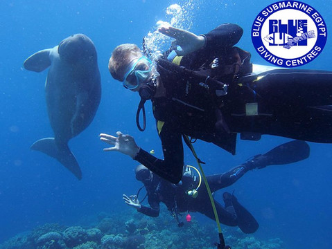 Blue Submarine Egypt-马萨阿拉姆必去景点