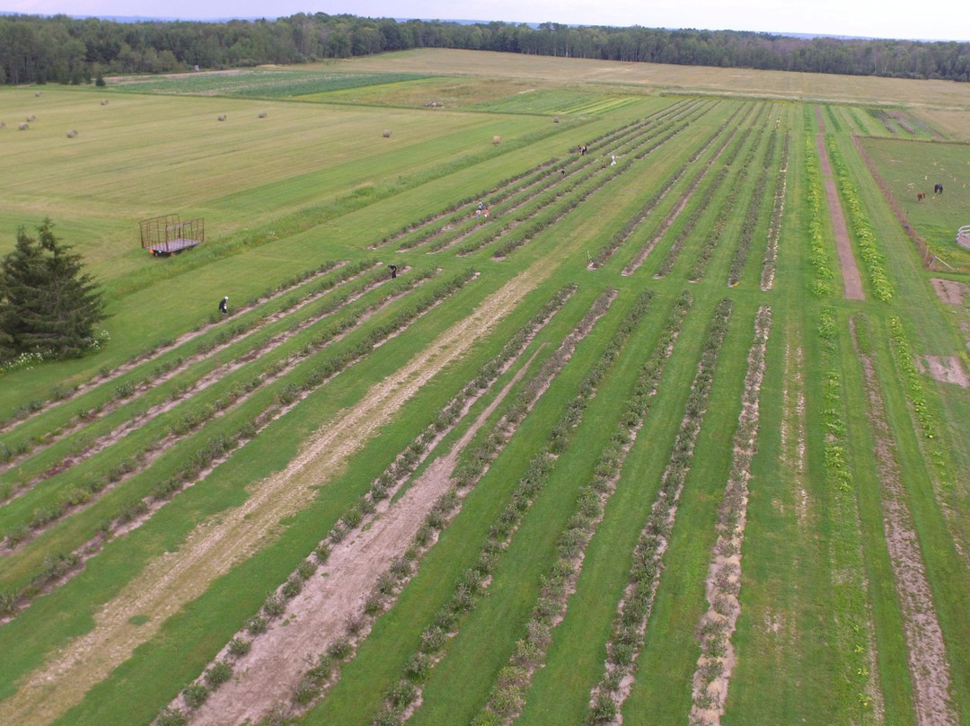 Border Country Berries-Sault Ste. Marie必去景点