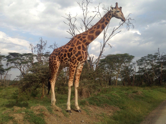 Tropical Cats Tours-蒙巴萨必去景点