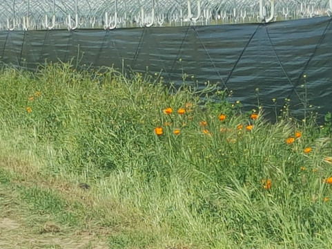 Tabitha Max Blueberry Farm-波特维尔必去景点