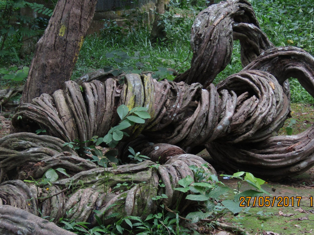 Sepahijala Wildlife Sanctuary景点图片