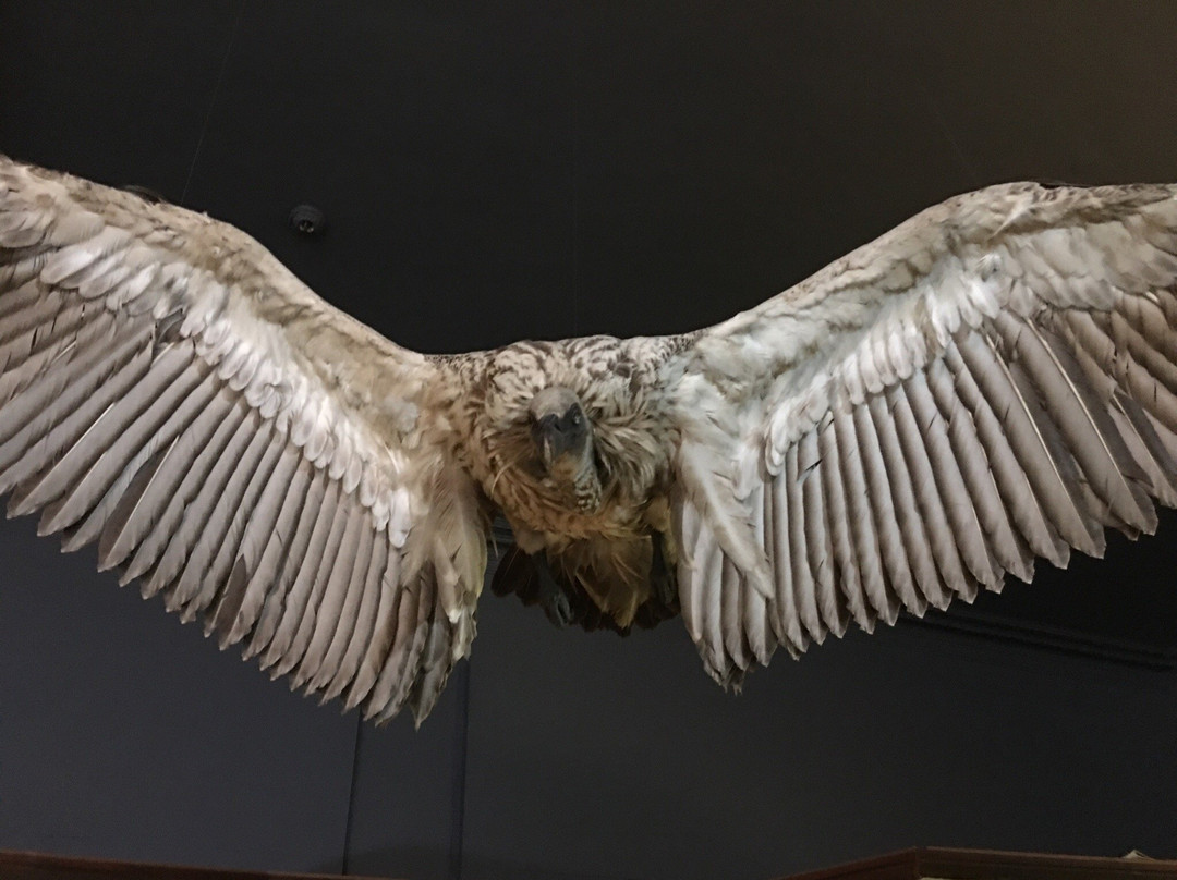 Natural Science Museum景点图片