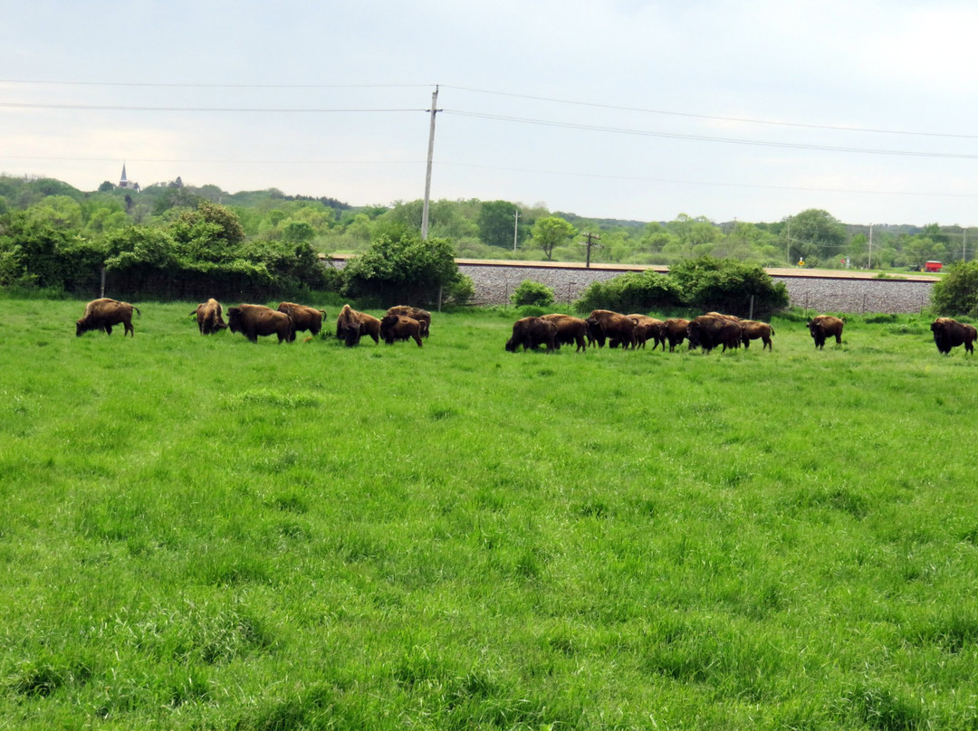 Lester's Bison Farm-Salem必去景点