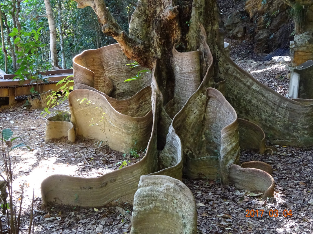 Sundari Tree at Kawata景点图片