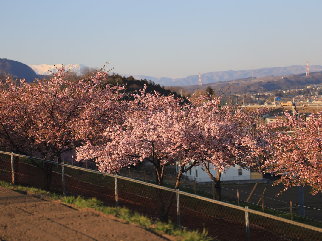 Kawazu Cherry Blossoms Hill Shiroi-涩川市必去景点