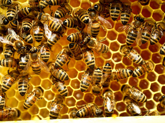 Honigmacher.at - Simon Tötschinger-Jois必去景点